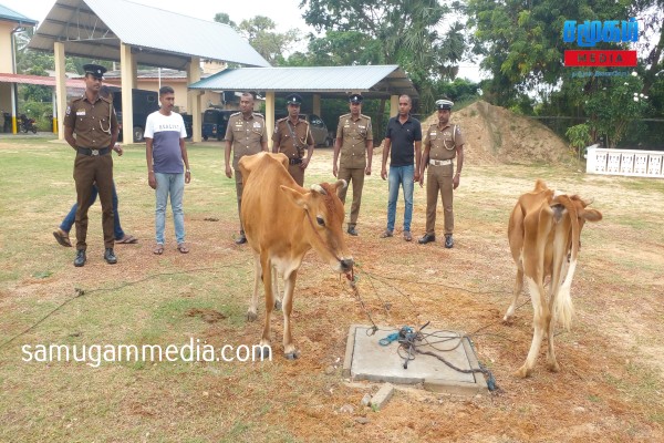 யாழில் பசு மாடுகளின் உயிரை அதிரடியாக காப்பாற்றிய பொலிஸார்..! 